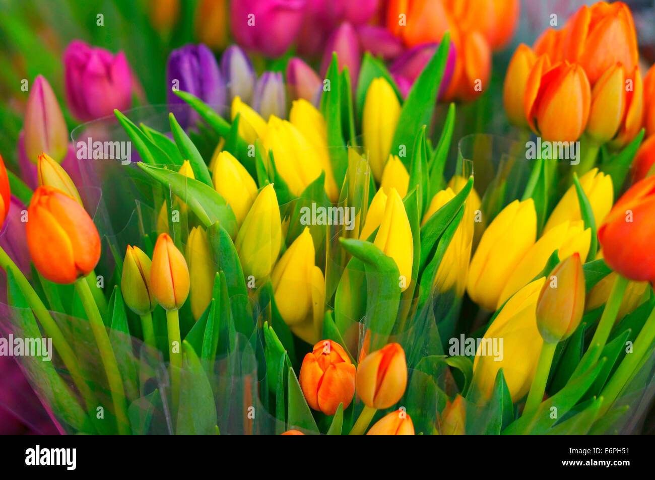 Tulpen Stockfoto