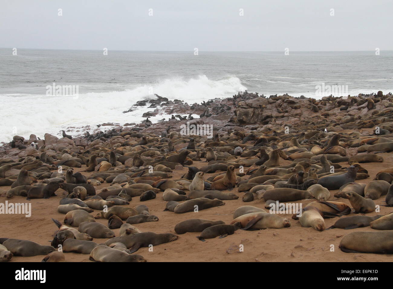 Windhoek. 24. August 2014. Foto aufgenommen am 24. August 2014 zeigt die Cape Cross Seal Reserve von Namibia. Gelegen an der Westküste Namibias, ist Cape Cross geworden eines der größten Robbenkolonien in der Welt mit Zehntausenden von Robben, zieht zahlreiche Touristen und Fotografen aus der ganzen Welt. © Gao Lei/Xinhua/Alamy Live-Nachrichten Stockfoto