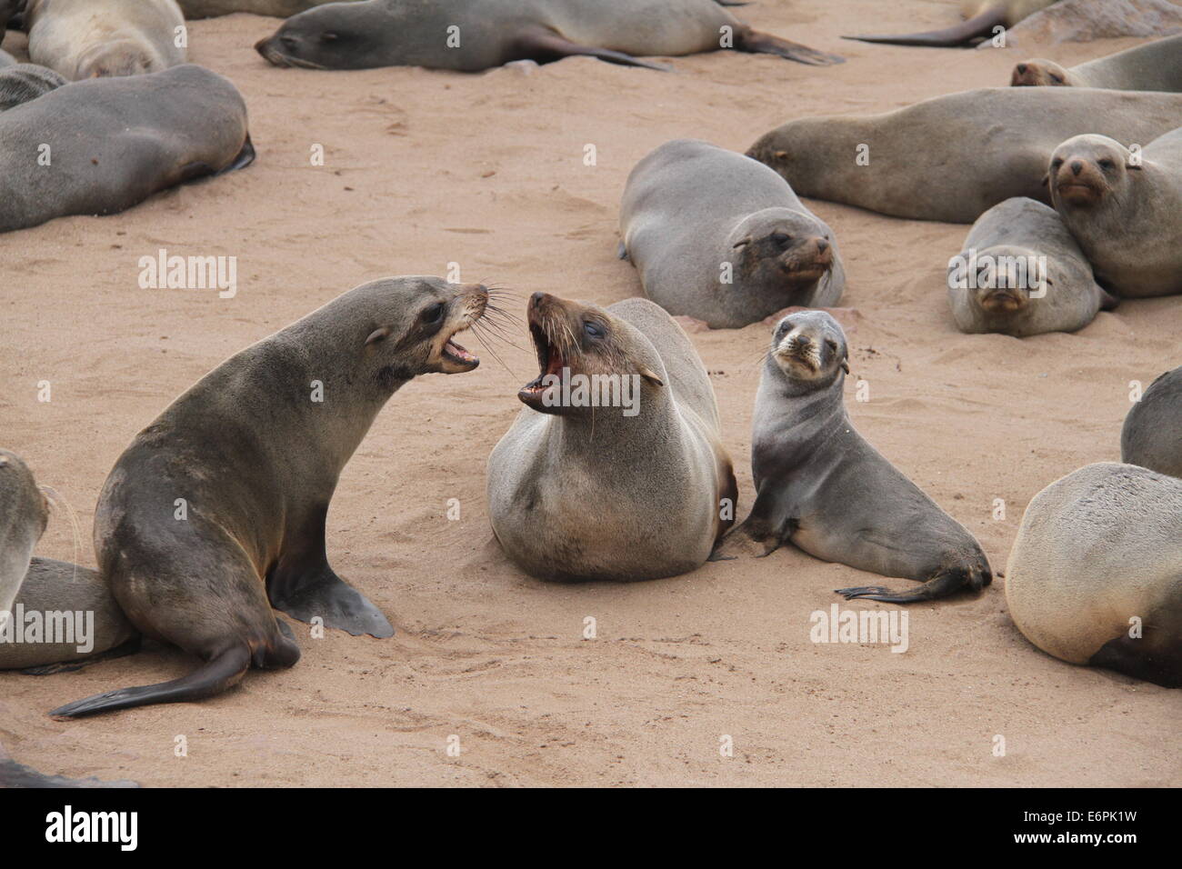 Windhoek. 24. August 2014. Foto aufgenommen am 24. August 2014 zeigt die Cape Cross Seal Reserve von Namibia. Gelegen an der Westküste Namibias, ist Cape Cross geworden eines der größten Robbenkolonien in der Welt mit Zehntausenden von Robben, zieht zahlreiche Touristen und Fotografen aus der ganzen Welt. © Gao Lei/Xinhua/Alamy Live-Nachrichten Stockfoto