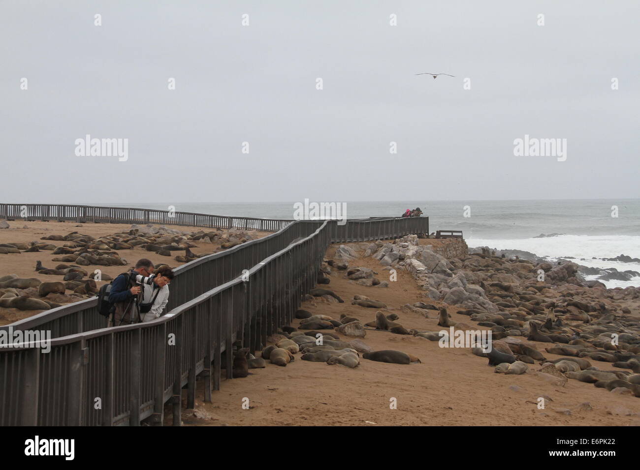 Windhoek. 24. August 2014. Foto aufgenommen am 24. August 2014 zeigt die Cape Cross Seal Reserve von Namibia. Gelegen an der Westküste Namibias, ist Cape Cross geworden eines der größten Robbenkolonien in der Welt mit Zehntausenden von Robben, zieht zahlreiche Touristen und Fotografen aus der ganzen Welt. © Gao Lei/Xinhua/Alamy Live-Nachrichten Stockfoto