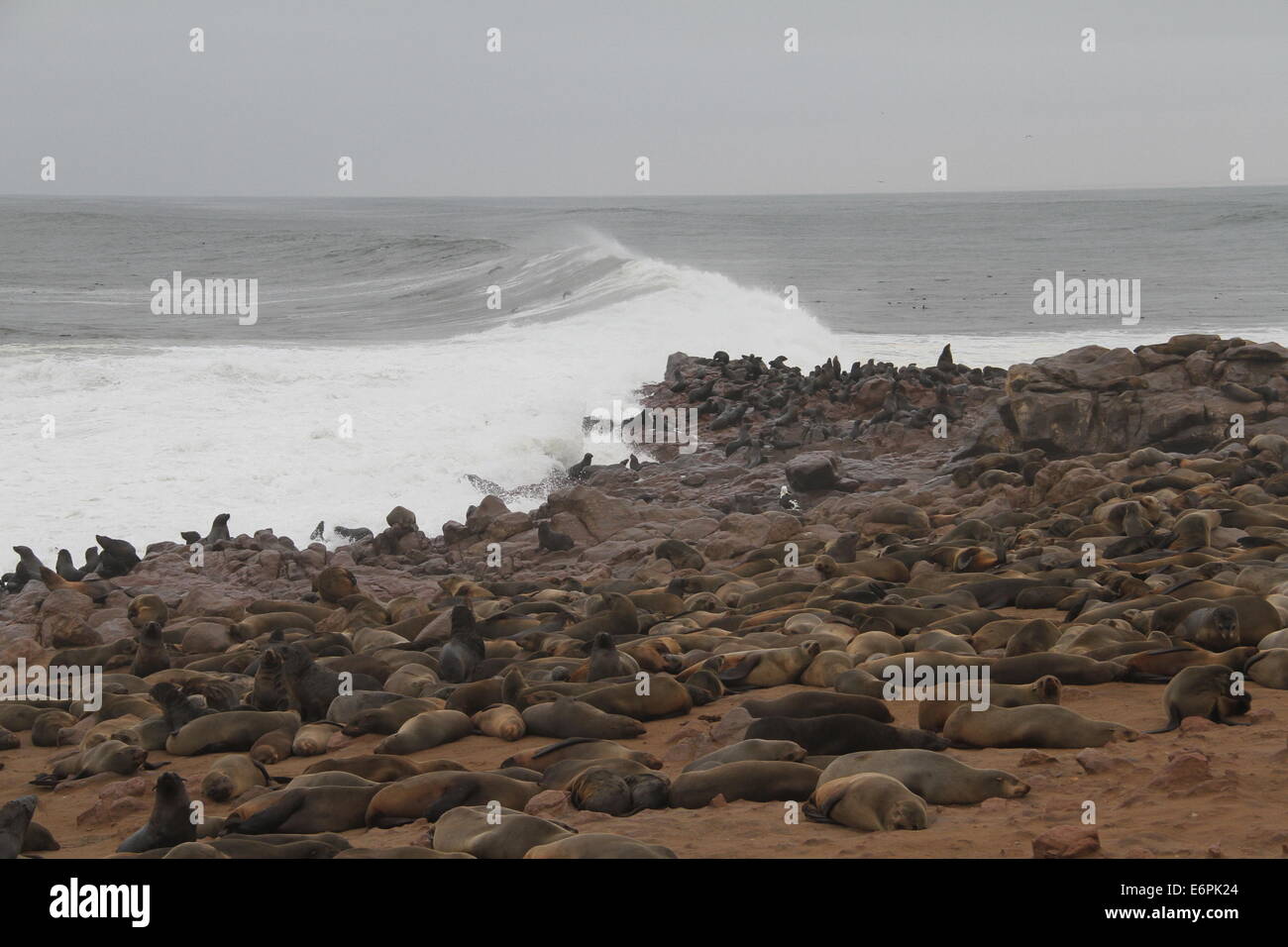 Windhoek. 24. August 2014. Foto aufgenommen am 24. August 2014 zeigt die Cape Cross Seal Reserve von Namibia. Gelegen an der Westküste Namibias, ist Cape Cross geworden eines der größten Robbenkolonien in der Welt mit Zehntausenden von Robben, zieht zahlreiche Touristen und Fotografen aus der ganzen Welt. © Gao Lei/Xinhua/Alamy Live-Nachrichten Stockfoto
