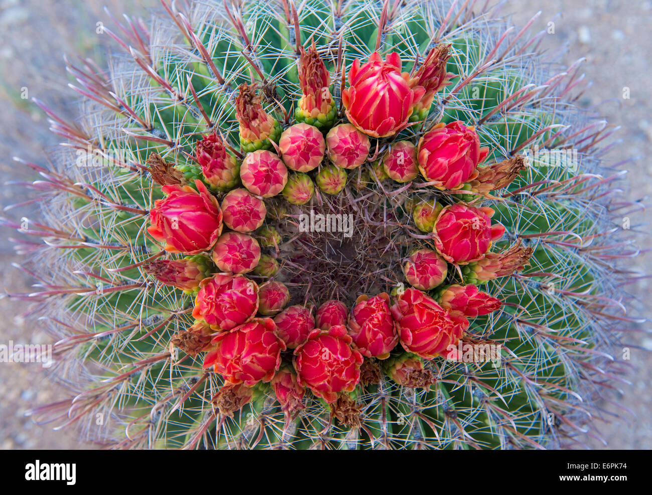 Kaktus blüht in der Sonora-Wüste in Süd-Arizona Stockfoto