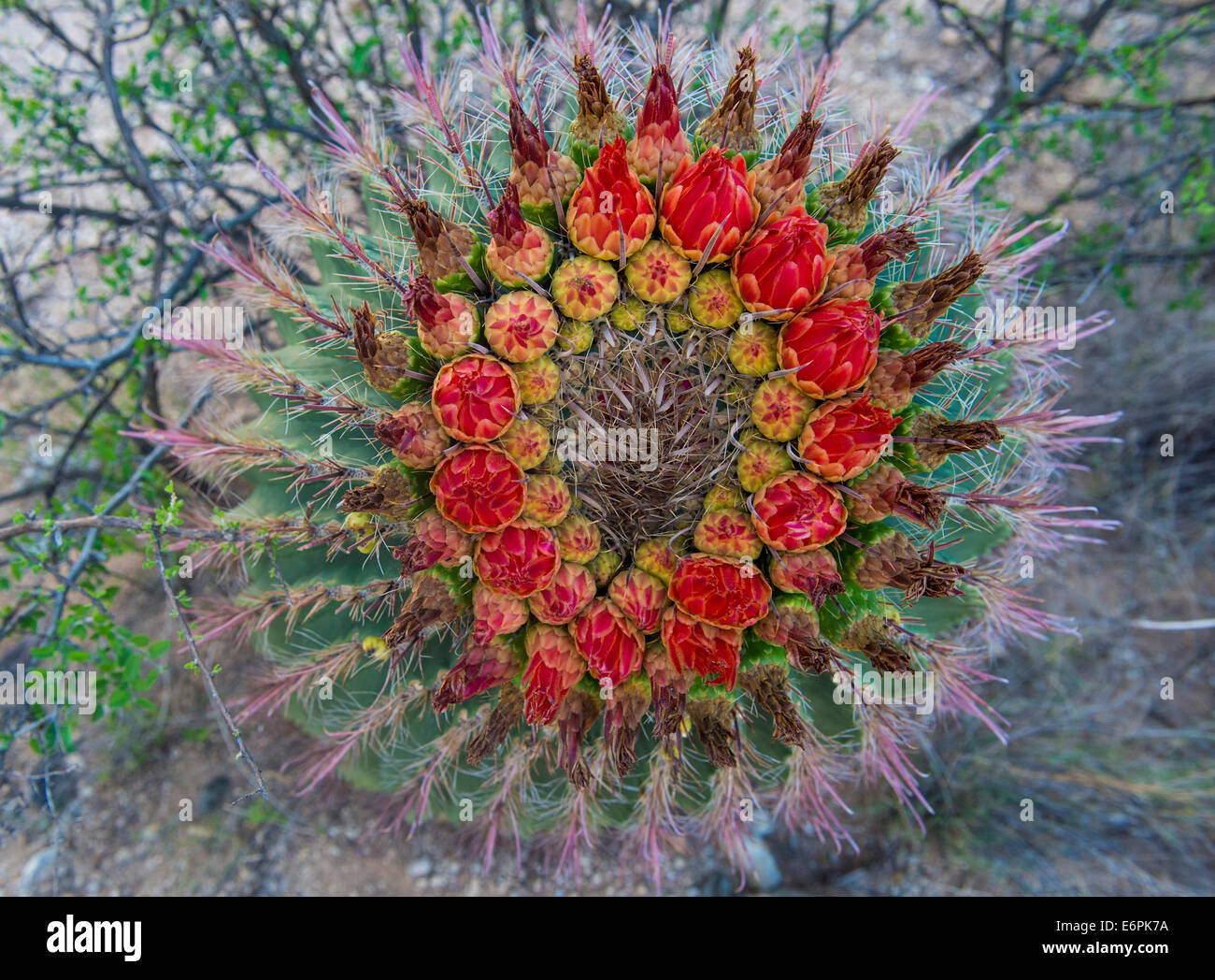 Kaktus blüht in der Sonora-Wüste in Süd-Arizona Stockfoto