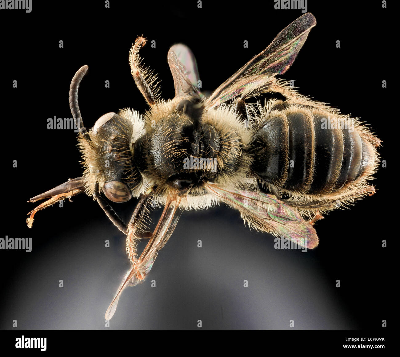 Calliopsis Nebraskensis, Männlich, zurück, New Haven County, CT 2013-10-25-191335 ZS PMax 10526745546 o nun dies ist eine seltene Biene, ich habe Stockfoto