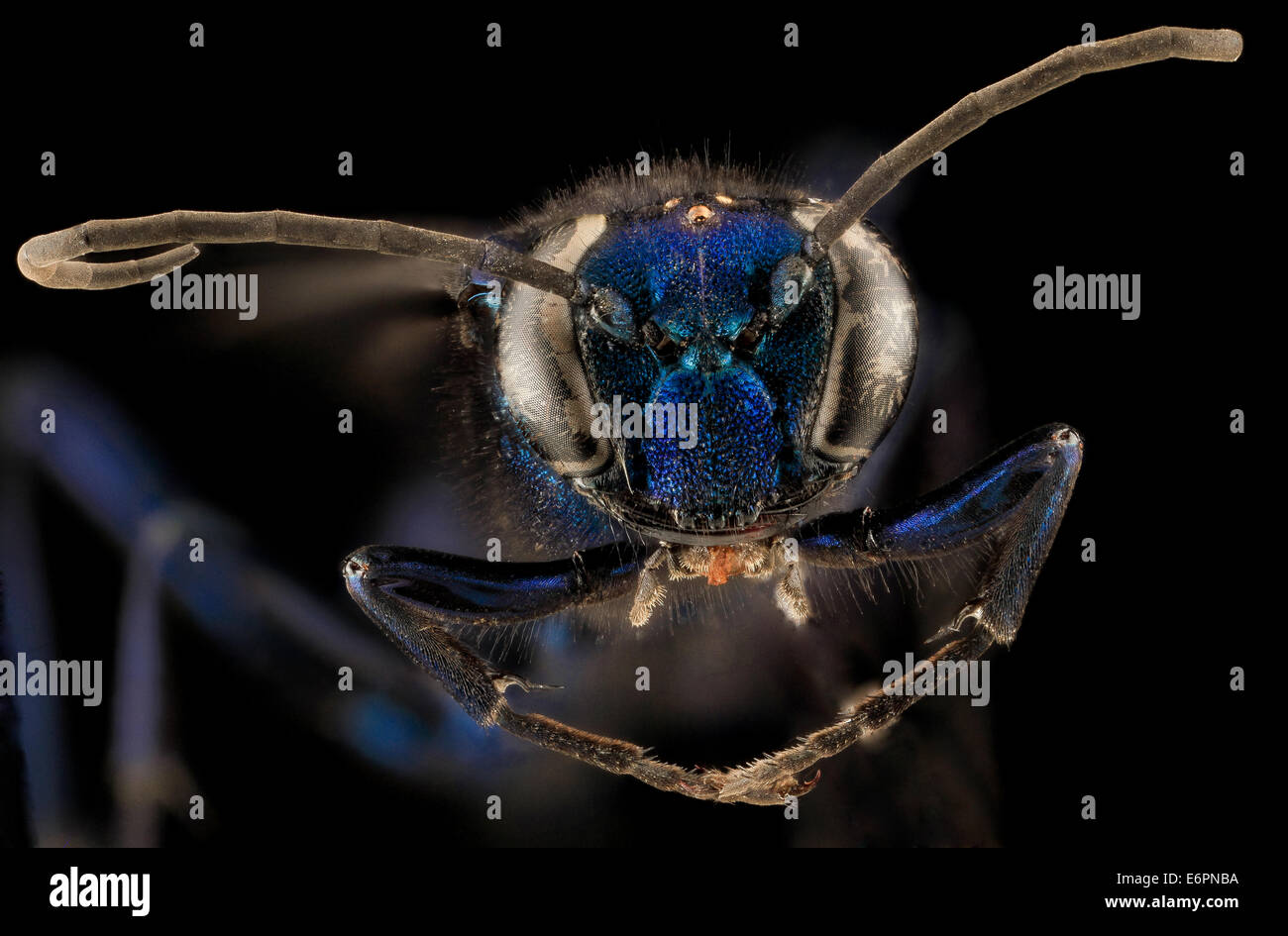 Eine weibliche Chalybion californicum, eine Art Schlammwespe, wurde in Beltsville, Maryland, fotografiert. Die metallische blaue Farbe und die schillernde Farbe werden im Bild hervorgehoben. Stockfoto