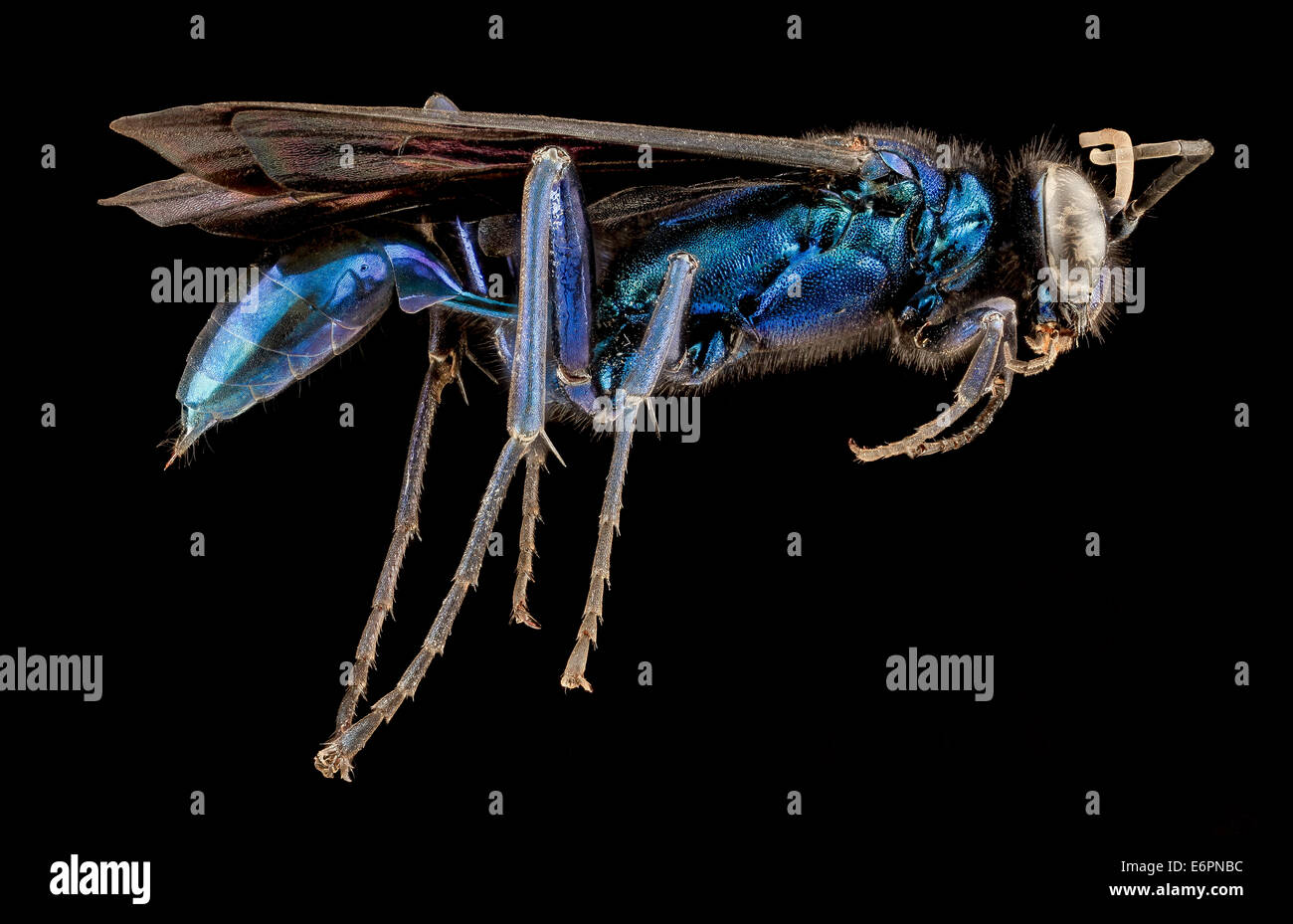 Eine weibliche Chalybion californicum Schlammwespe, gefangen im PG County, Maryland. Diese Art ist bekannt für ihren schillernden blauen Körper und ihre Rolle im Ökosystem als einsame Wespe. Stockfoto