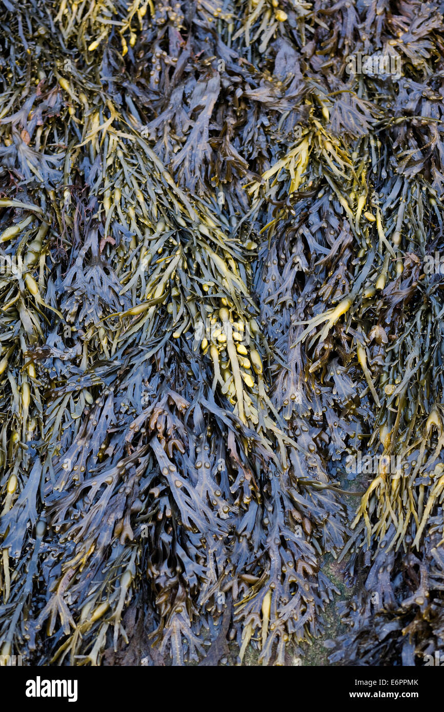 Fucus Vesiculosus. Blasentang am Strand. Stockfoto