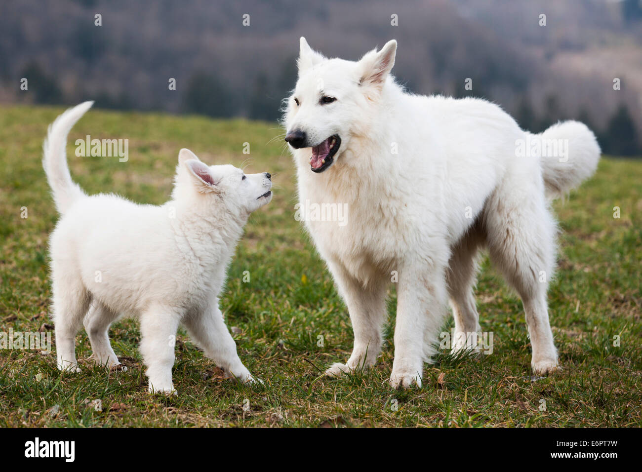 Weiße Schäferhunde, Welpen und männlich spielen, Österreich Stockfoto