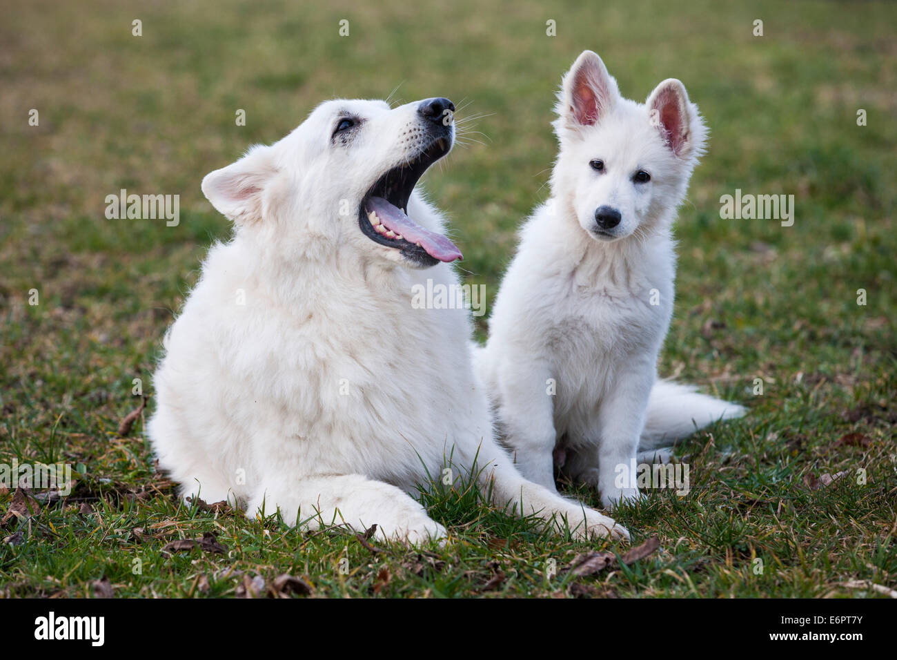 Weiße Schäferhunde, männlich und Puppy, Österreich Stockfoto