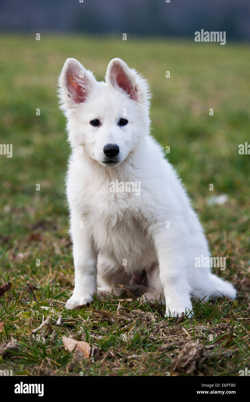 Weißer Schweizer Schäferhund Welpen, Österreich Stockfoto