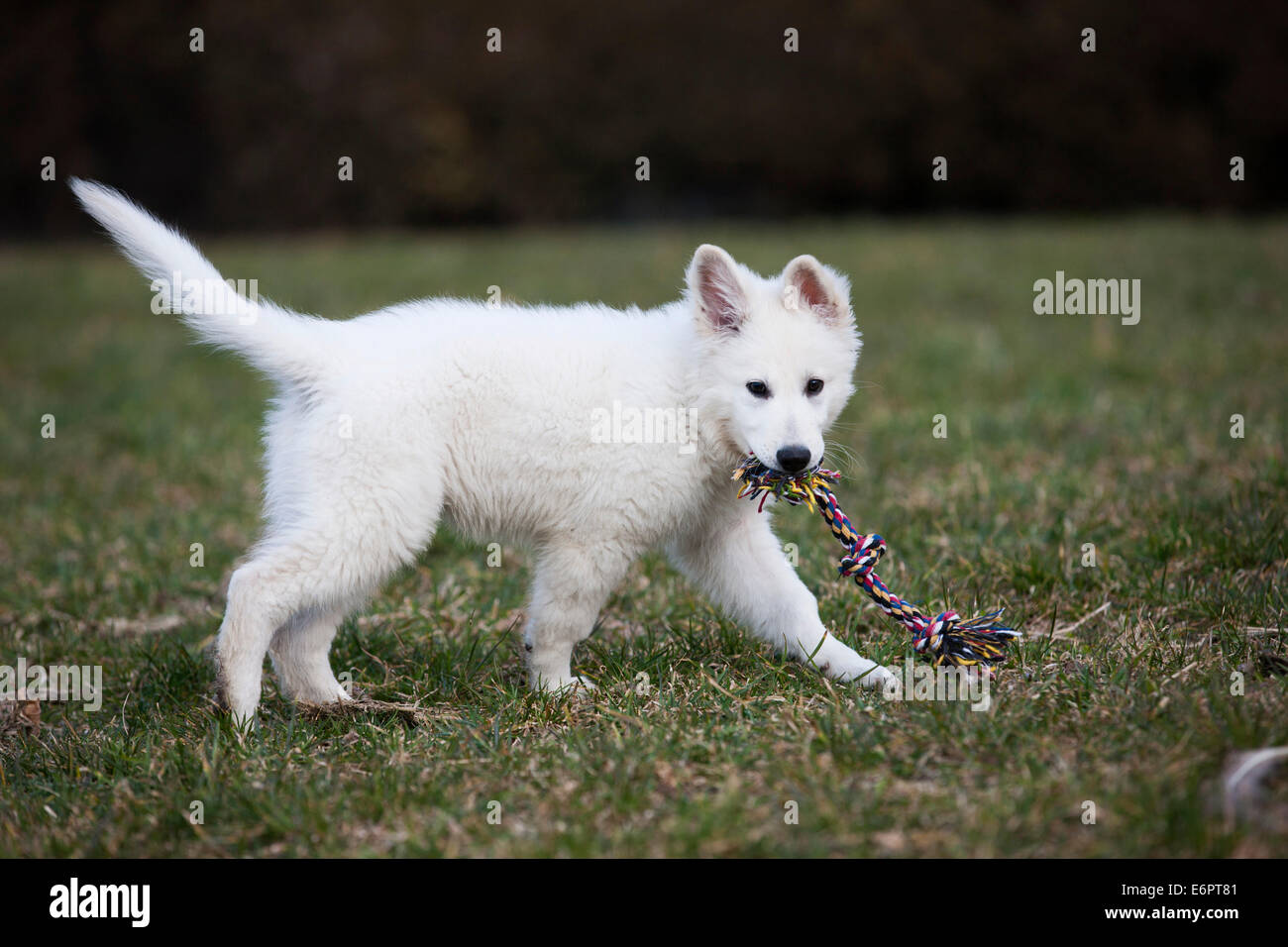 Weißer Schweizer Schäferhund Welpen das Spiel mit Hundespielzeug, Österreich Stockfoto