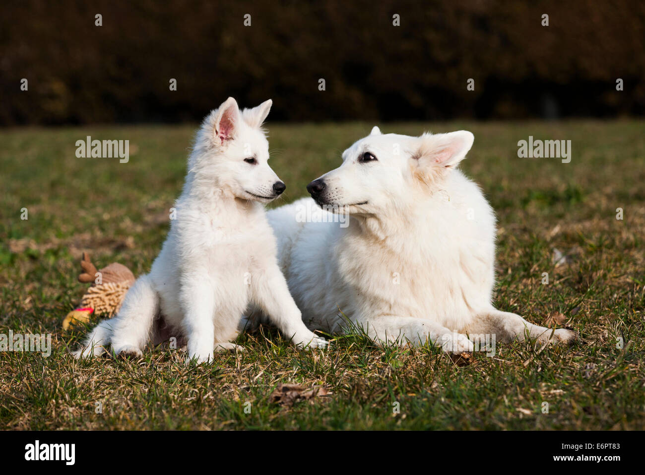 Weiße Schäferhunde, Welpen und männlich, Österreich Stockfoto