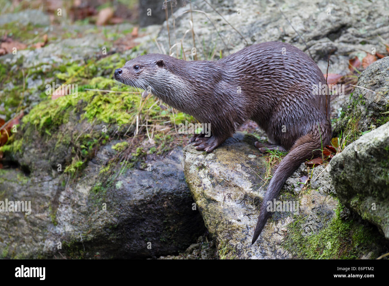 Eurasische Fischotter eurasische Fischotter europäischer Fischotter Fischotter Lutra lutra Stockfoto