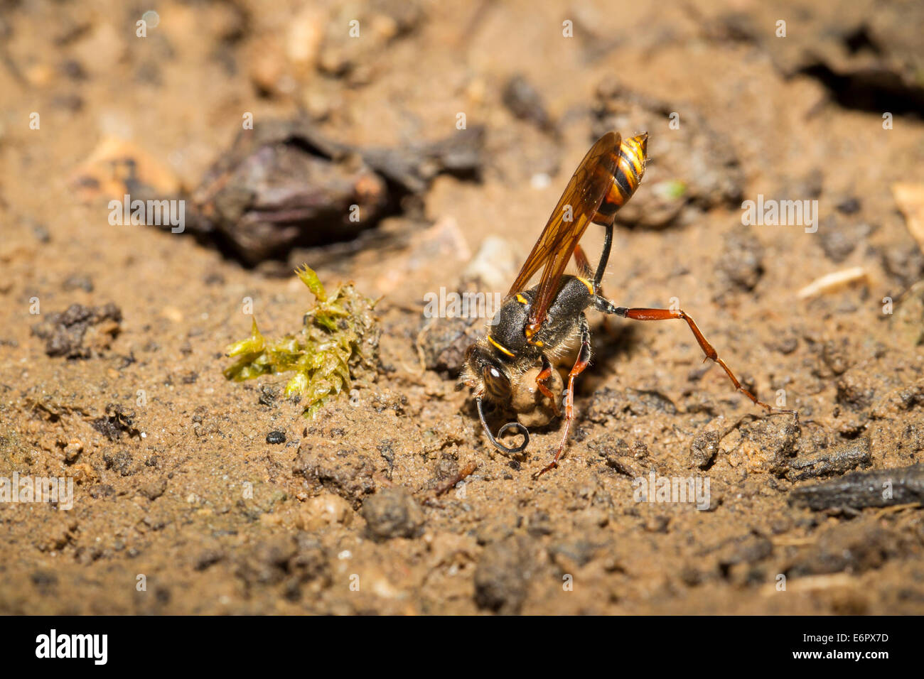 Sceliphron Curvatum Orientalische Mörtelwespe Stockfoto