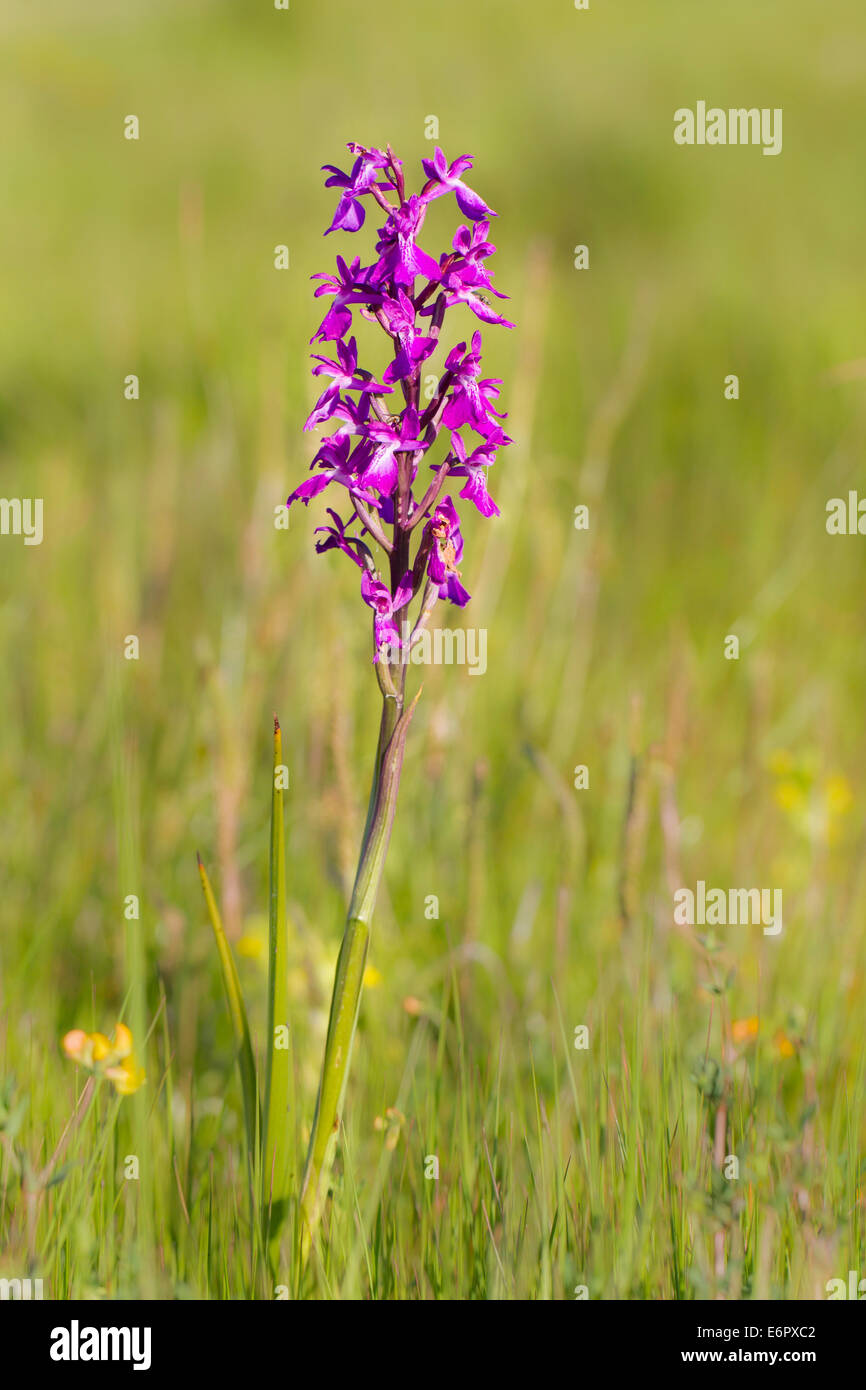 Orchis Palustris SSP Robusta Orchis Robusta Robustes Knabenkraut Stockfoto