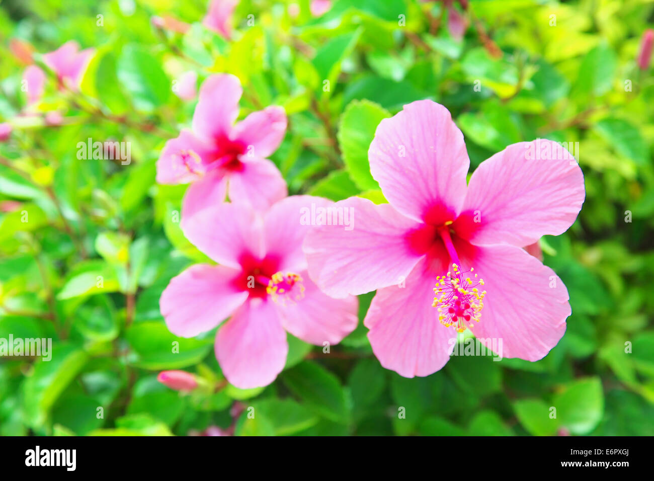 Hibiskus Stockfoto