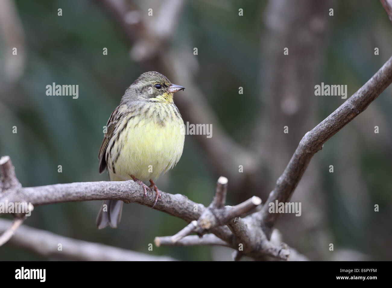 Black-Faced Bunting Stockfoto