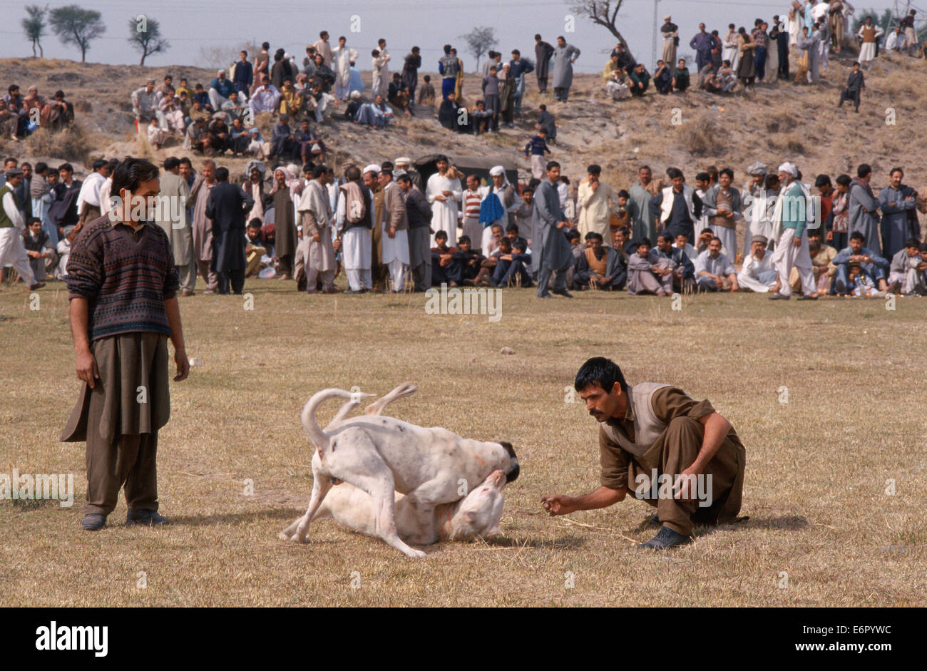 Hundekämpfe. Die beiden Männer sind die Besitzer der Hunde (Pakistan) Stockfoto