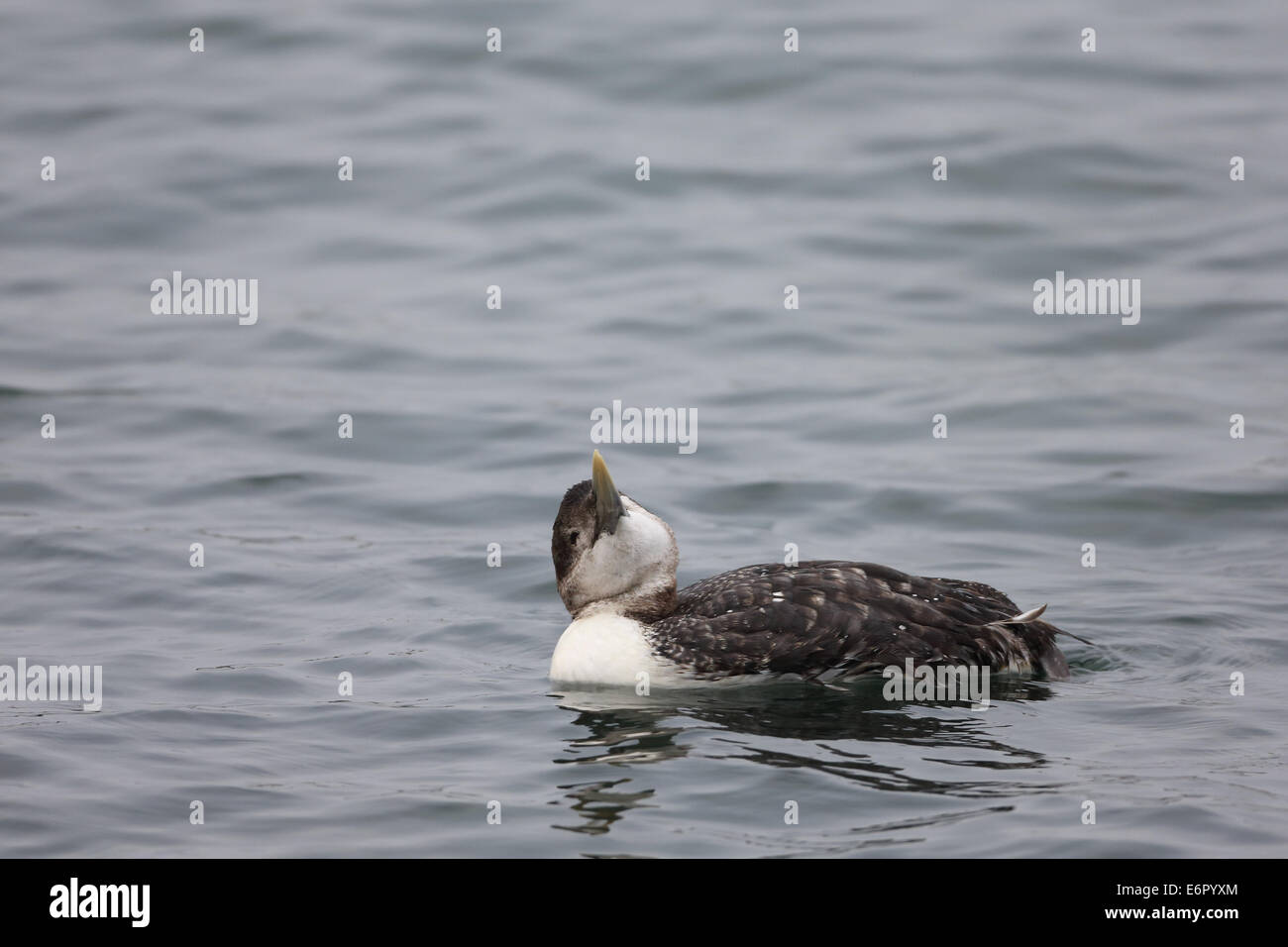 Red-Throated Loon Stockfoto