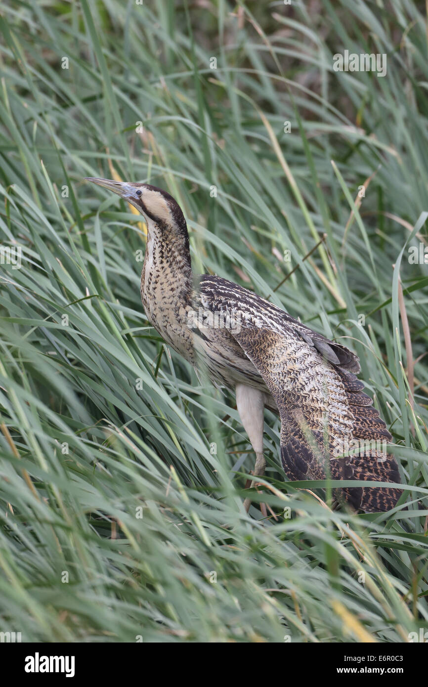 Heron Stockfoto