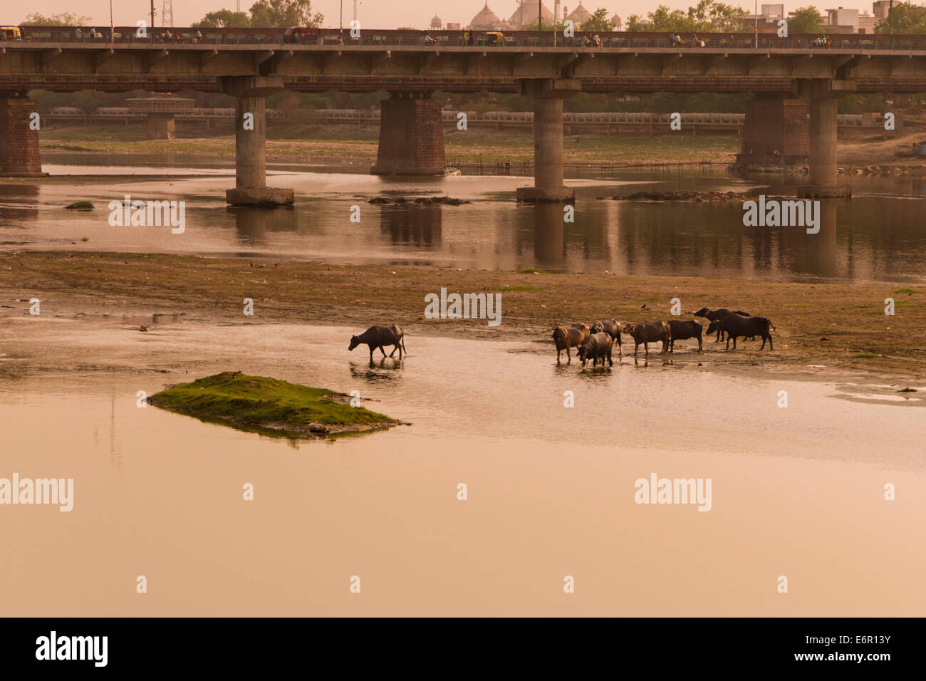 Kuhherde Überquerung des Yamuna-Flusses bei Sonnenuntergang in der Nähe von Ambedkar Brücke in Agra, Uttar Pradesh, Indien Stockfoto