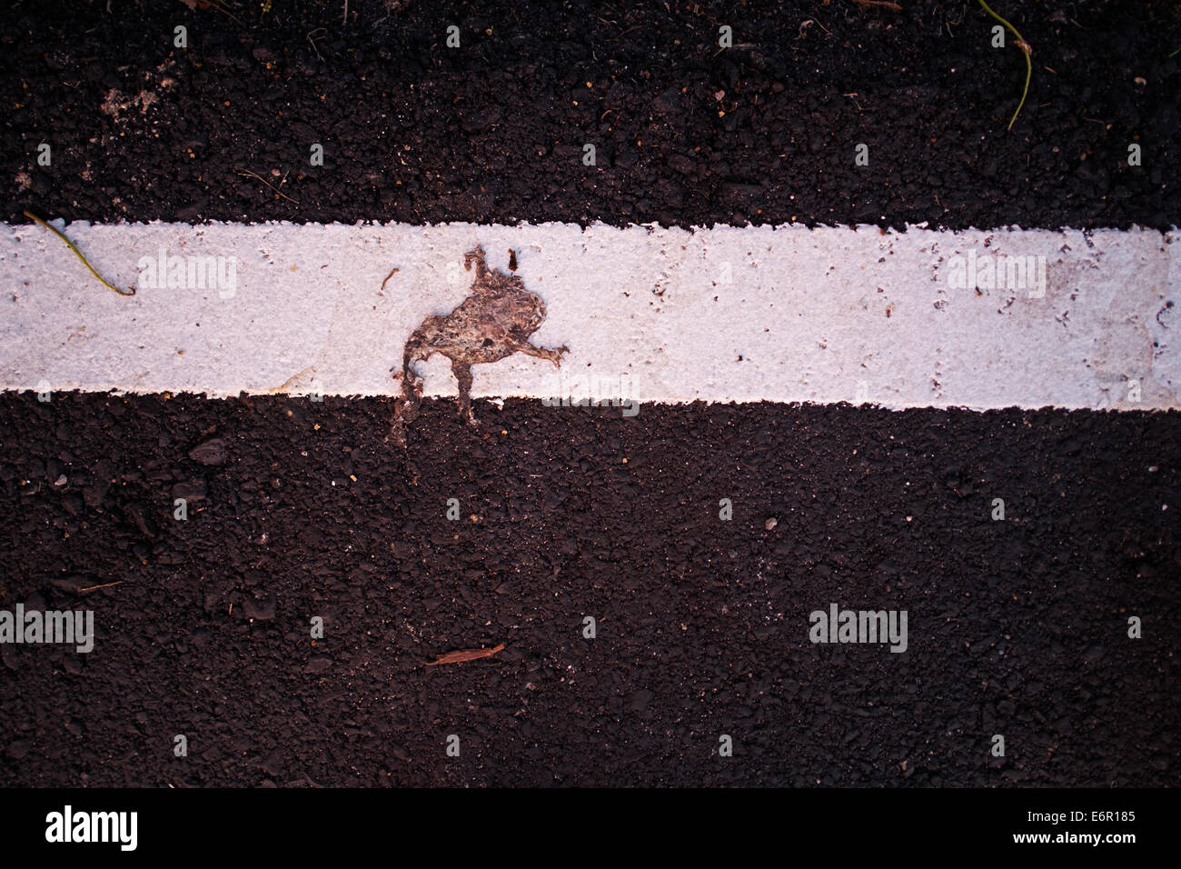 Straße getötet Frosch auf den Straßen von Bangkok, Thailand. Stockfoto