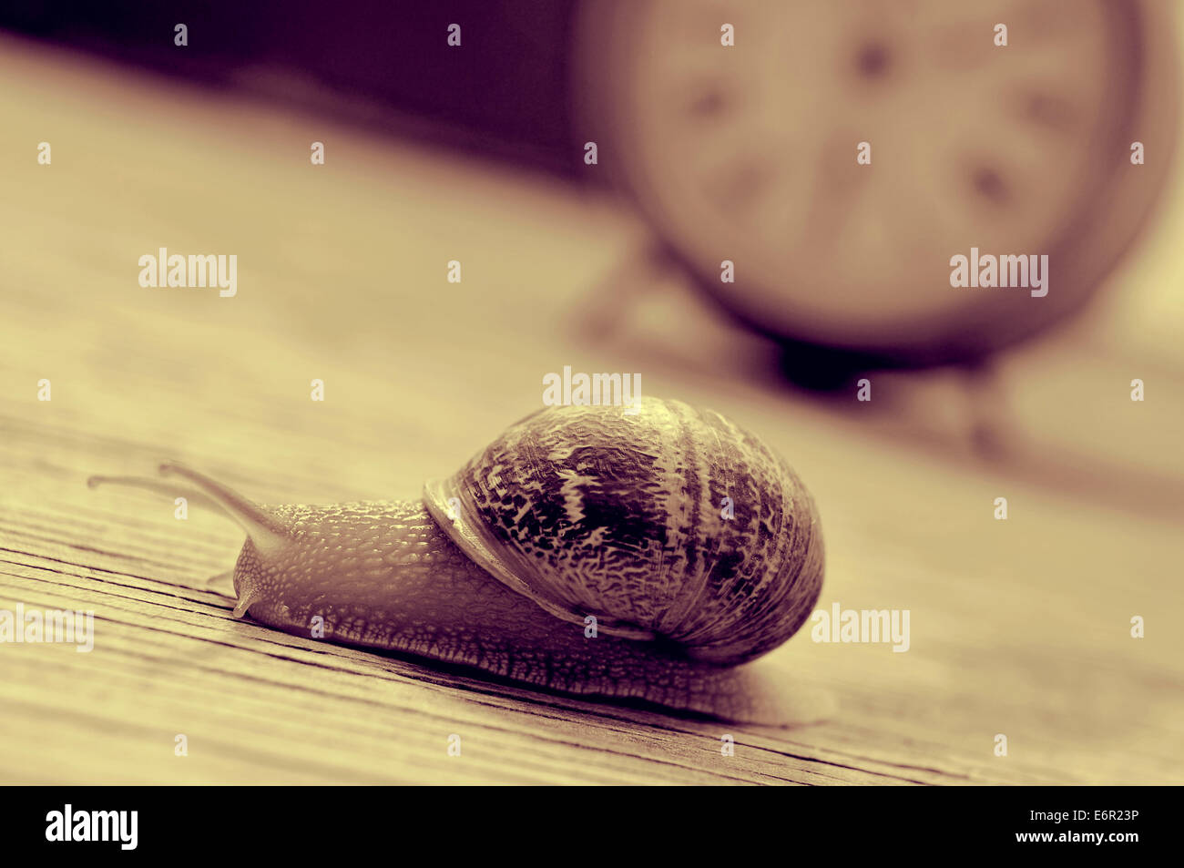 eine Land-Schnecke und einer alten Desktop-Uhr auf einem Holztisch im Sepia-Ton Stockfoto