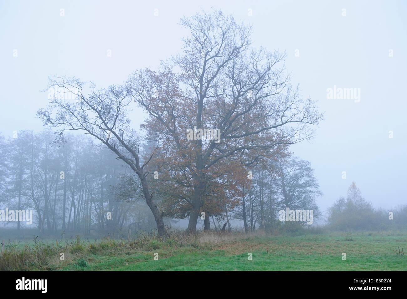 November Stimmung, Vechta, Landkreis Vechta, Oldenburger Münsterland, Niedersachsen, Deutschland Stockfoto