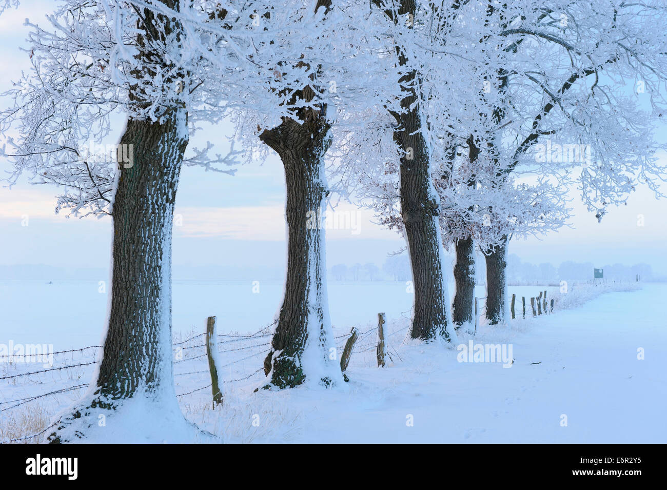 Eichen im Winter, Vechta, Landkreis Vechta, Oldenburger Münsterland, Niedersachsen, Deutschland Stockfoto