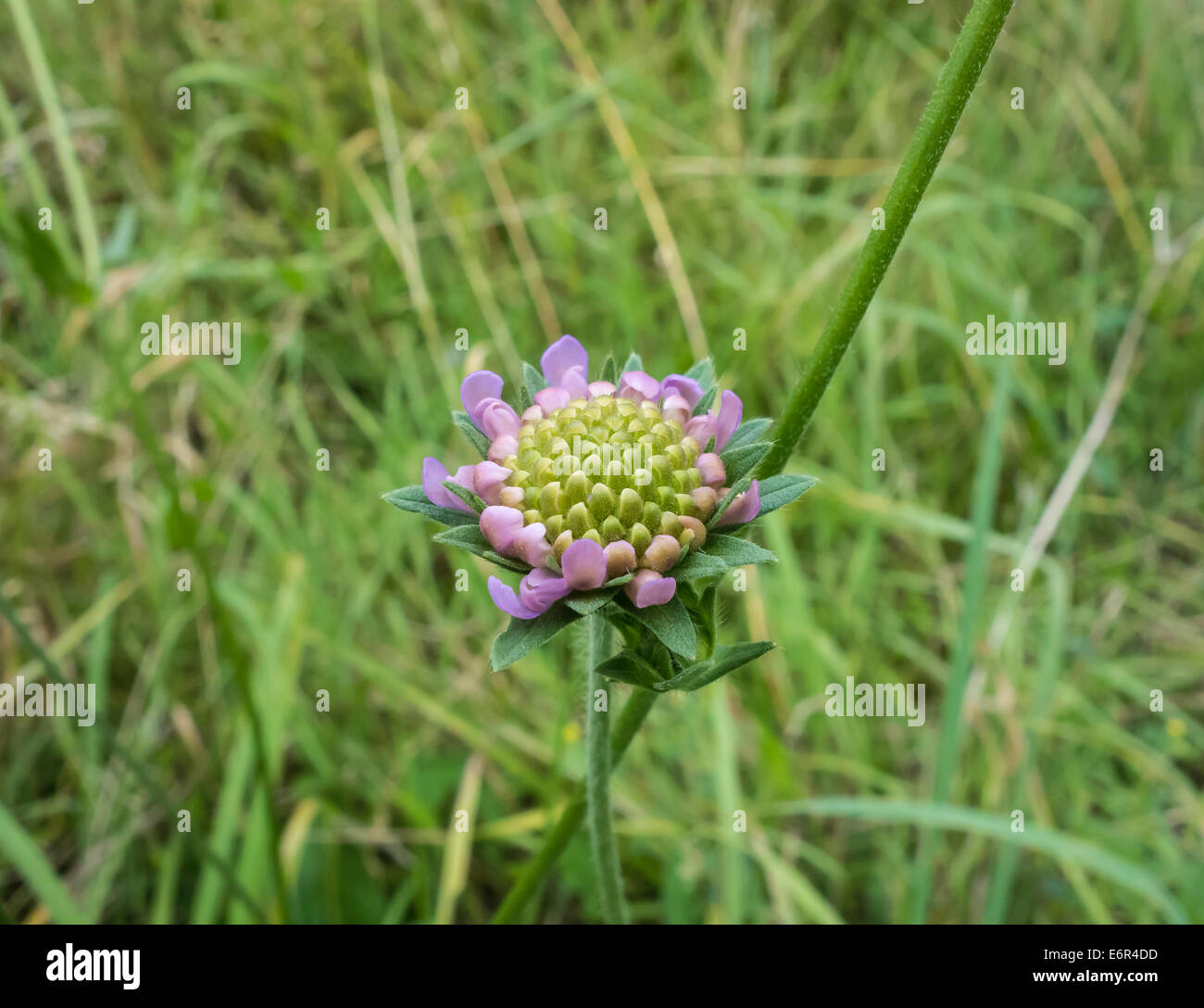 Feld Witwenblume Wildpflanze Knospe Milton Landschaftspark Stockfoto