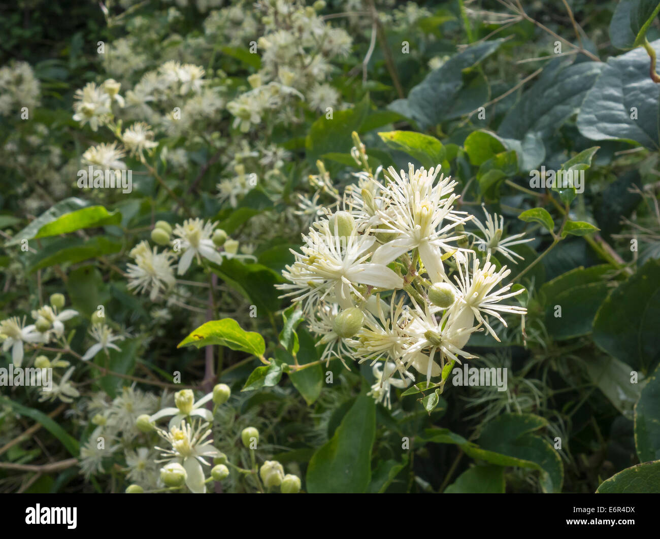 Reisenden Freude Wildpflanze Rambler Blume Stockfoto