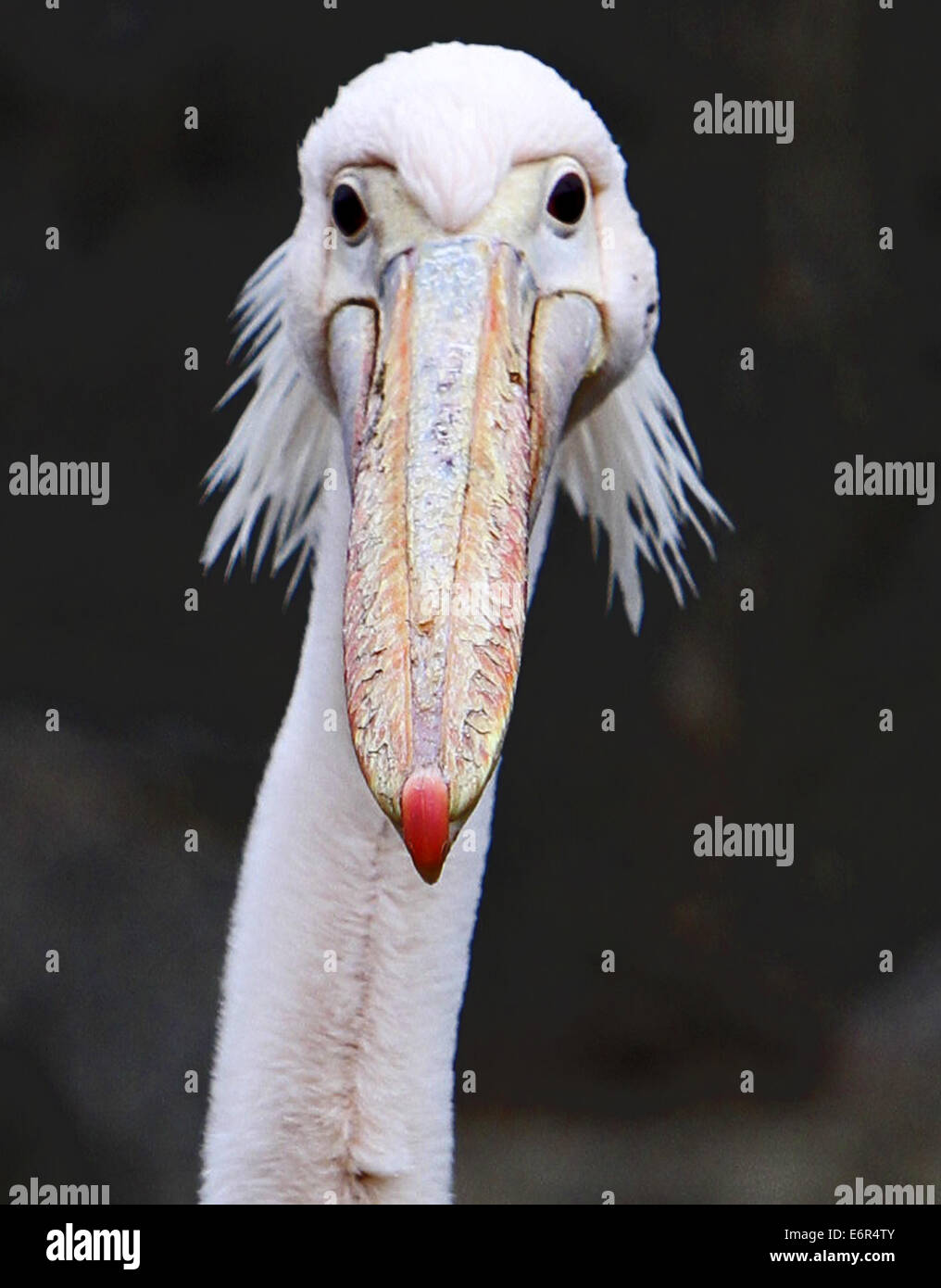 Pelikane in Sofia Zoo mit: Pelican wo: Varna, Bulgarien bei: 24. Februar 2014 Stockfoto