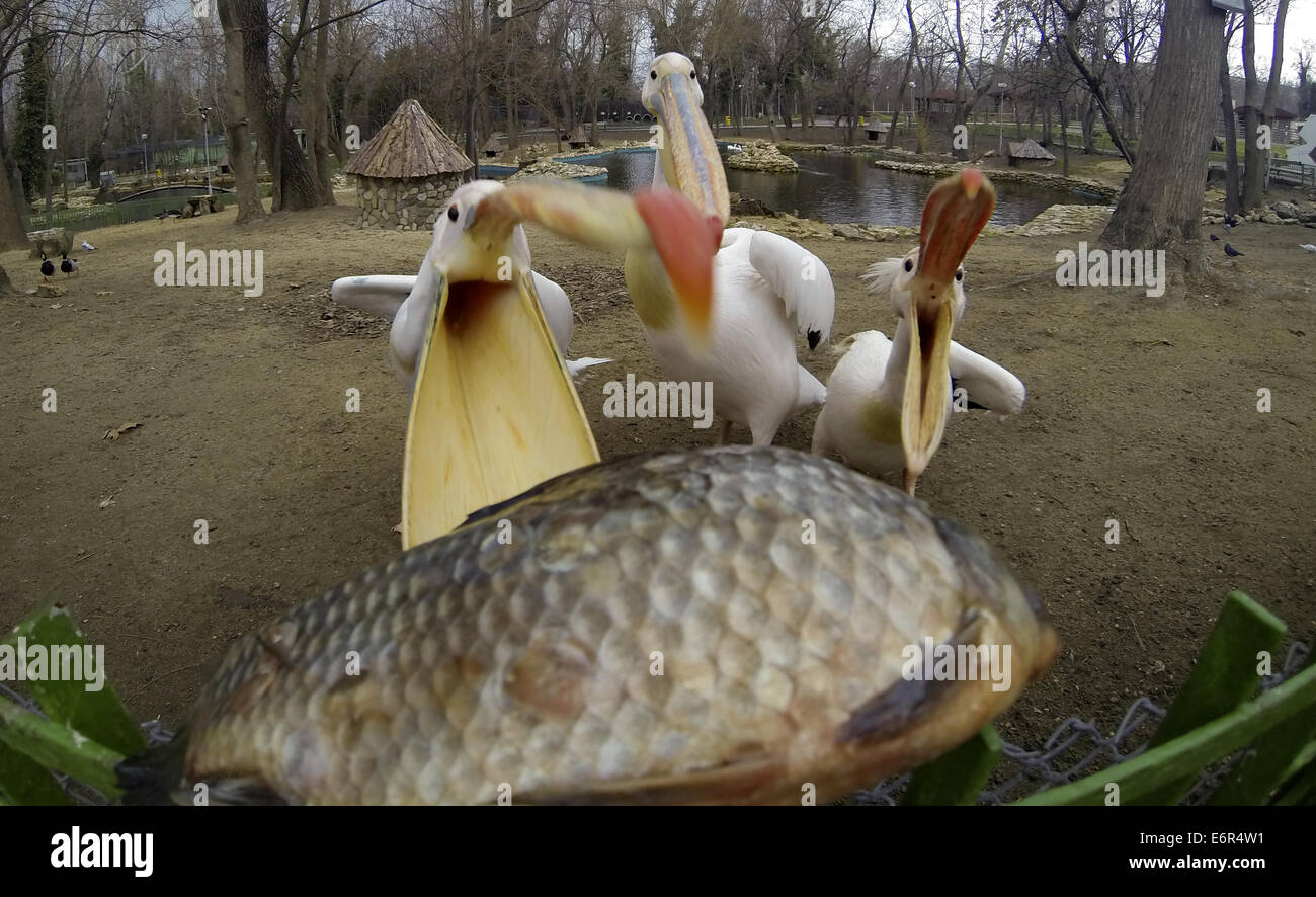 Pelikane kämpfen für eine Toten Karpfen im Terrarium bei Sofia Zoo Featuring: Pelikane wo: Varna, Bulgarien bei: 24. Februar 2014 Stockfoto