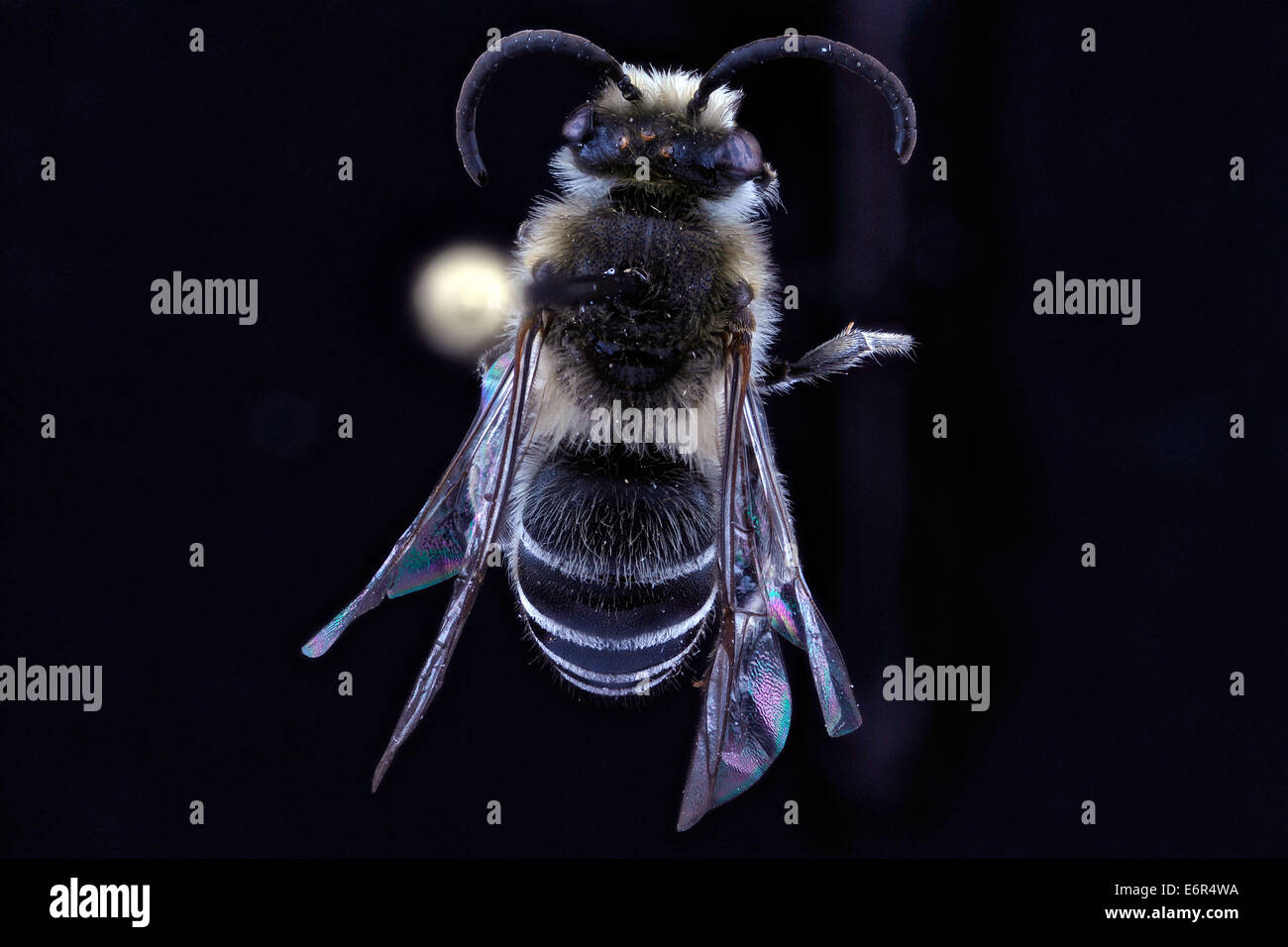 Colletes compactus ist eine Bienenart, die in der dorsalen Ansicht ...