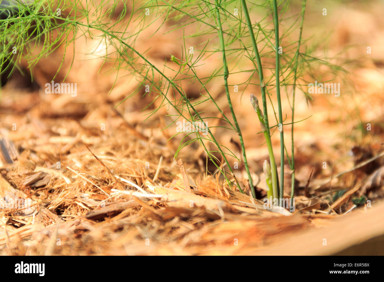 Spargel-Shooting Stockfoto