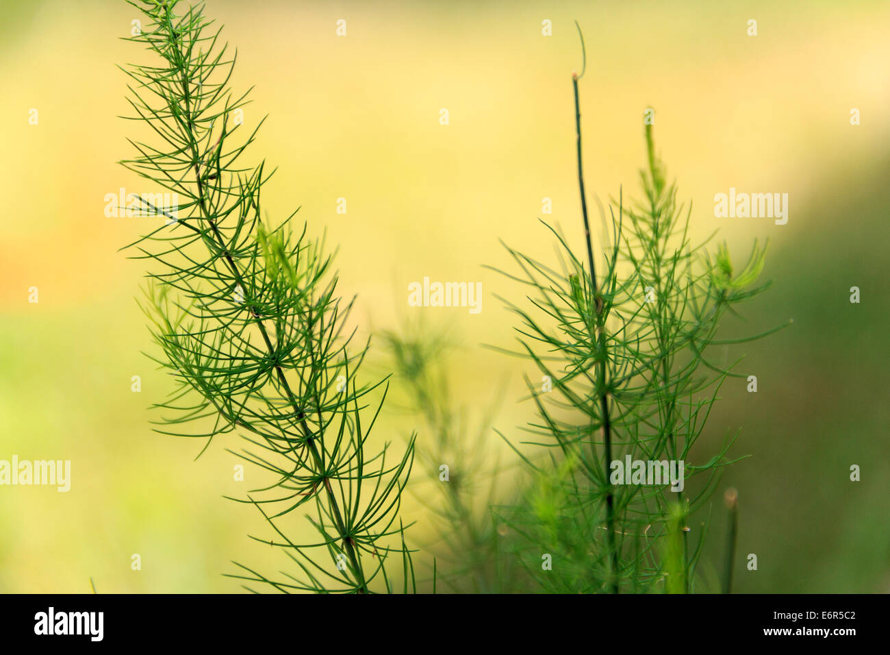 Spargel-Wedel Stockfoto