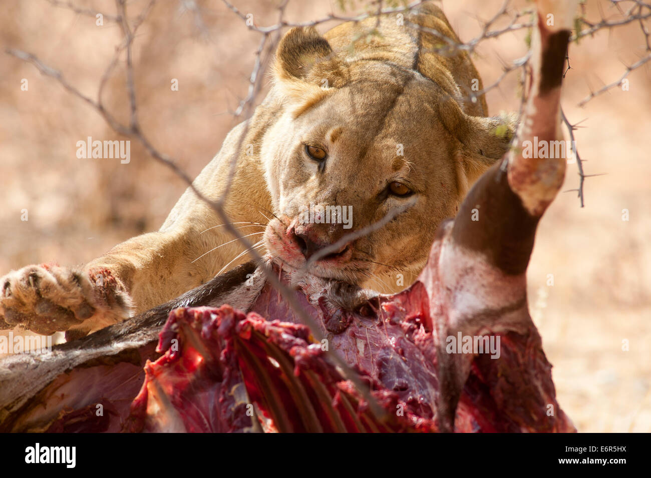 Löwen (Panthera leo), die einen Gemsbok fressen, wurden kürzlich im Kgalagadi Transfontier Park, Südafrika, getötet Stockfoto