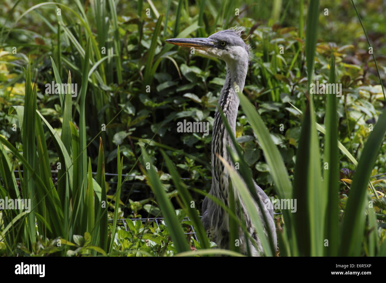 Heron. junger Reiher. Reiher im Schilf Stockfoto