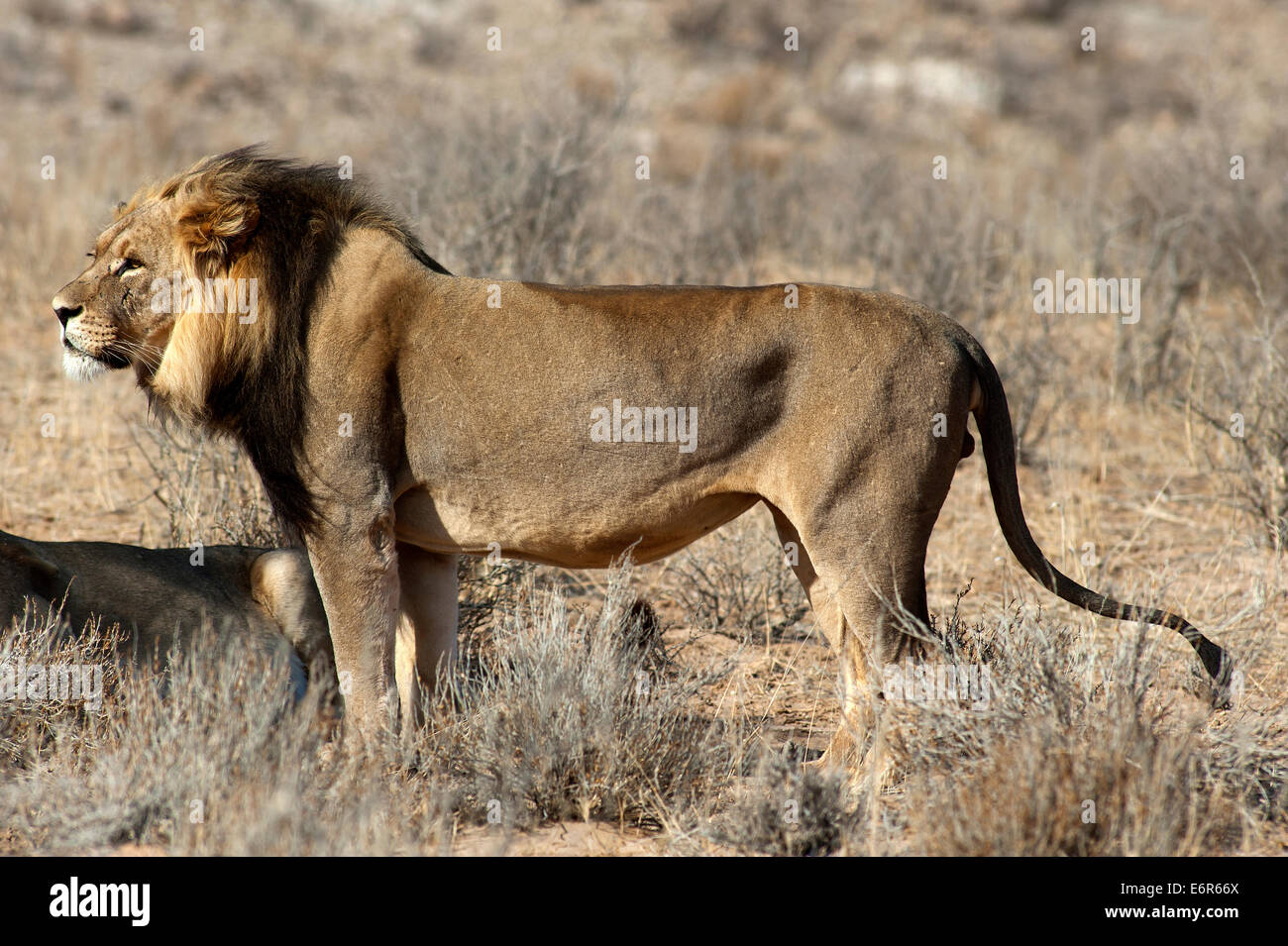 Löwe (Panthera leo) auf den offenen Ebenen, Kgalagadi Transfontier Park, Südafrika Stockfoto