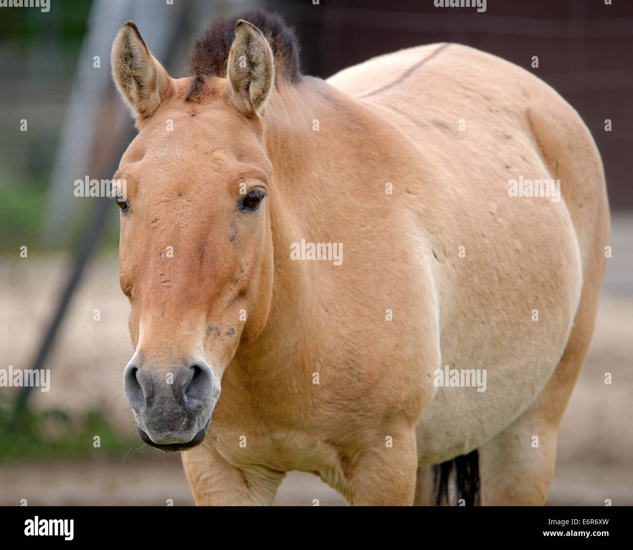Przewalski Pferd oder Dzungarische Pferd, ist eine seltene und vom Aussterben bedrohte Unterart des Wildpferd (Equus Ferus). Stockfoto