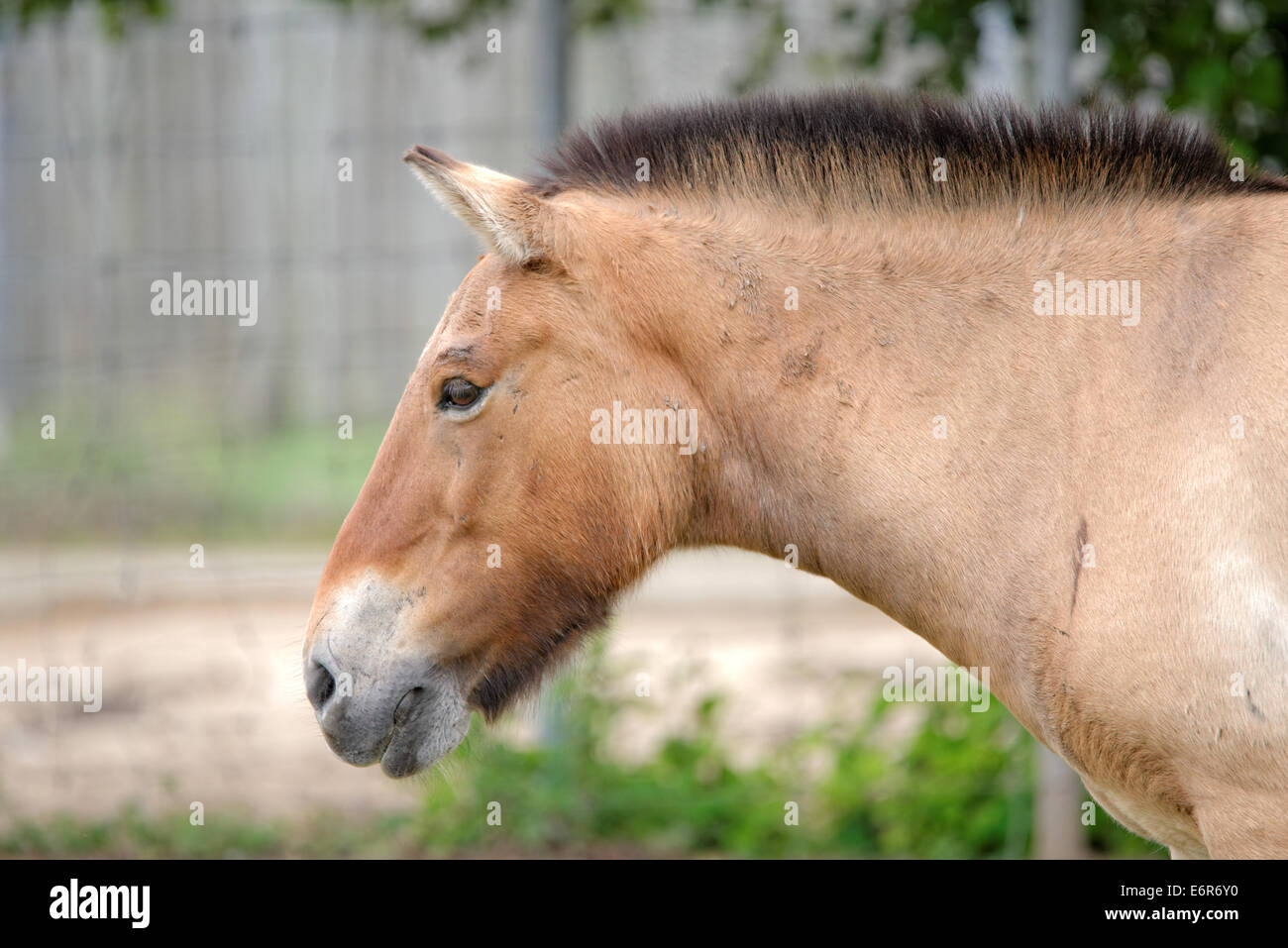 Przewalski Pferd oder Dzungarische Pferd, ist eine seltene und vom Aussterben bedrohte Unterart des Wildpferd (Equus Ferus). Stockfoto