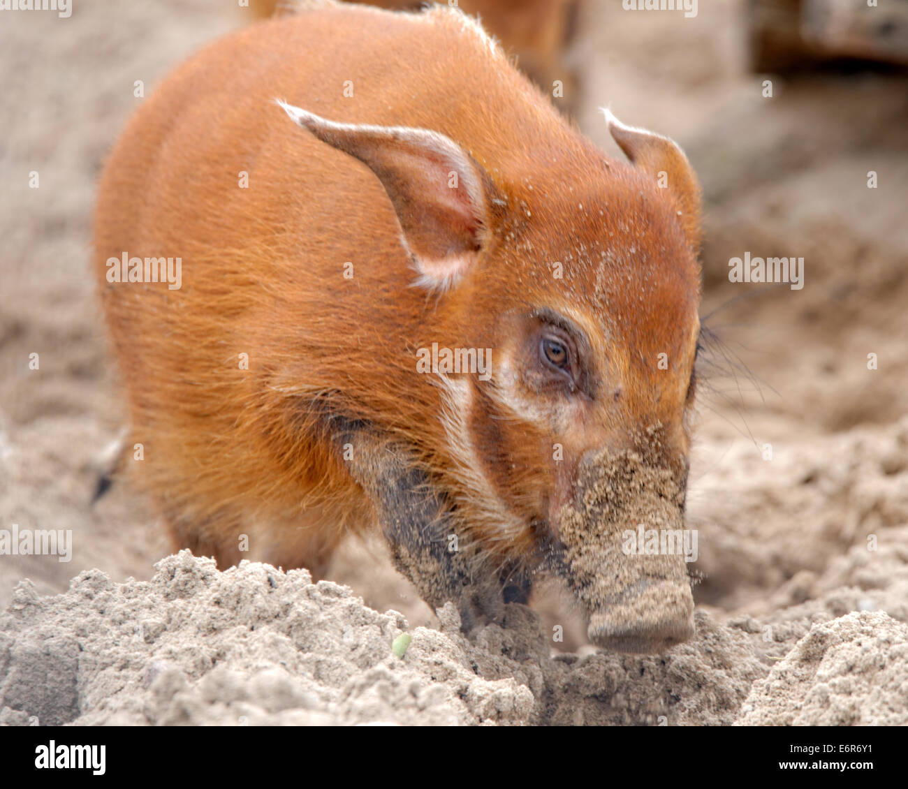 Red River Hog (Potamochoerus Porcus), auch bekannt als das Buschschwein gehört wild in Afrika lebenden Schwein-Familie. Stockfoto