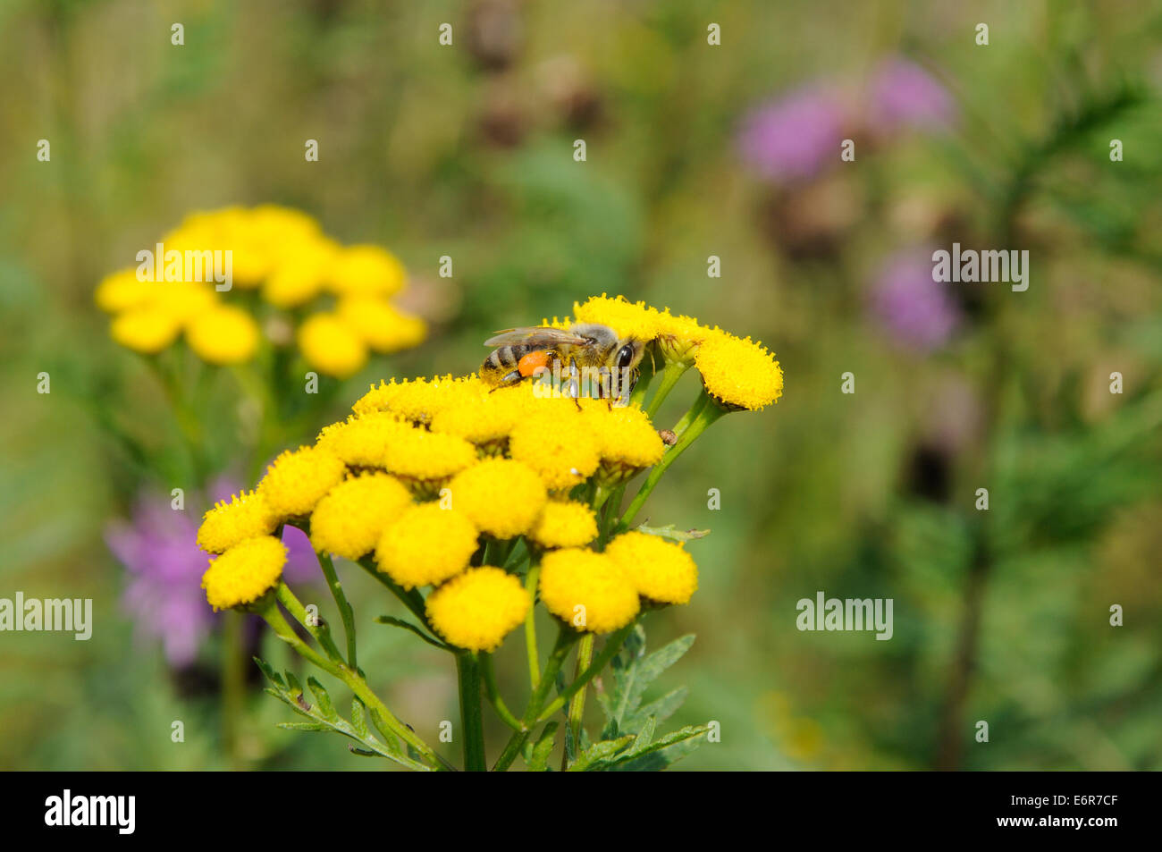Biene mit Pollen auf gelben Blüten der Rainfarn Stockfoto