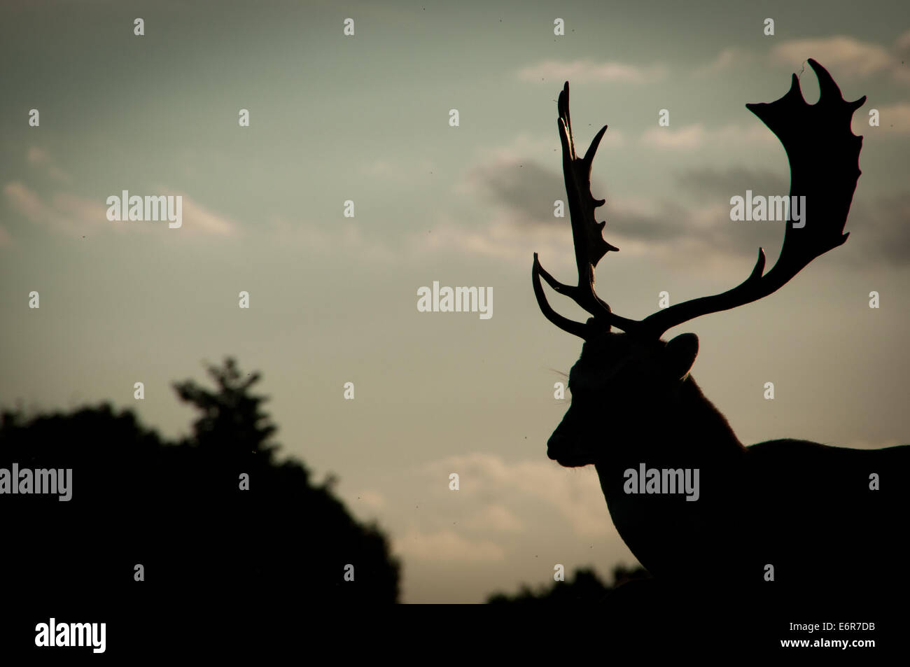 Geweih männliche Damhirsche Silhouette gegen den Abendhimmel Stockfoto