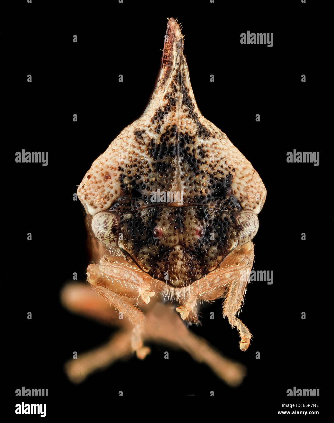 Dieses Nahaufnahme-Bild zeigt Entylia carinata, den Kielbaum, fotografiert in Upper Marlboro, Maryland. Das Bild hebt die einzigartigen Gruben und Hervorhebungen auf seinem Gesicht hervor. Stockfoto