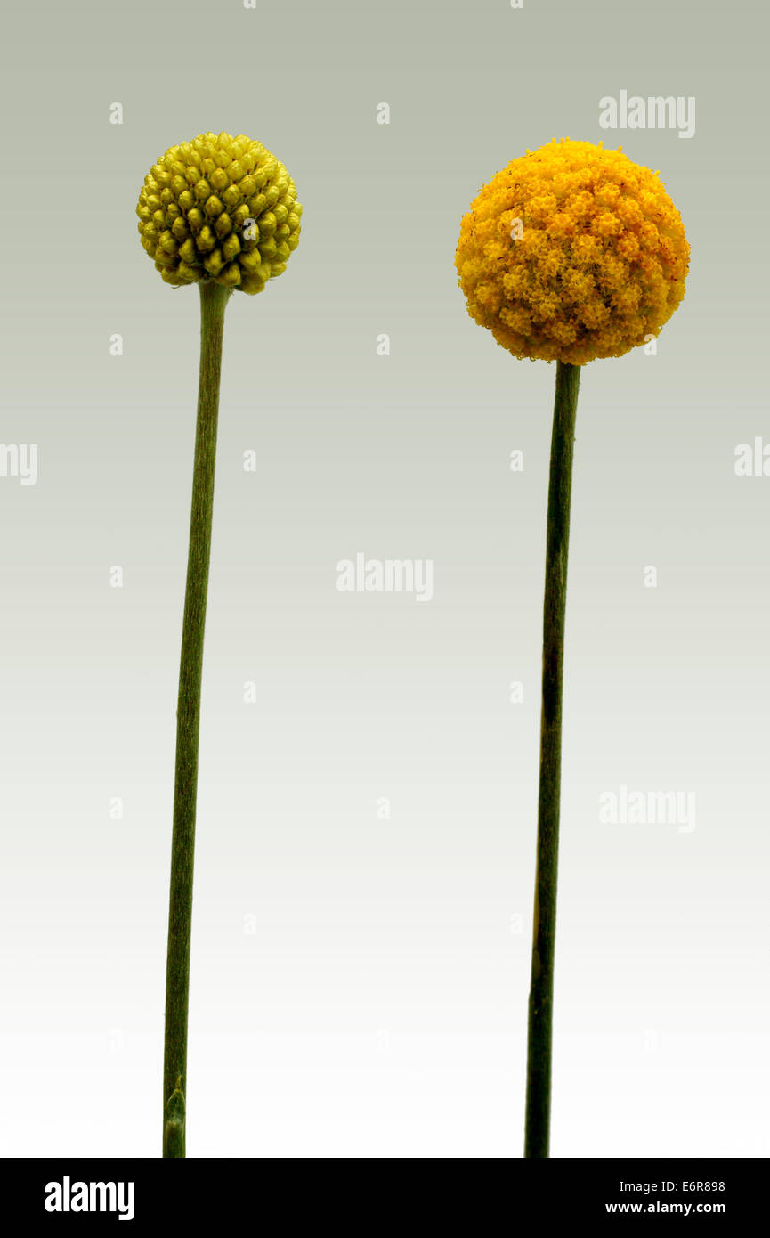 Blume des Billy Tasten Stockfoto