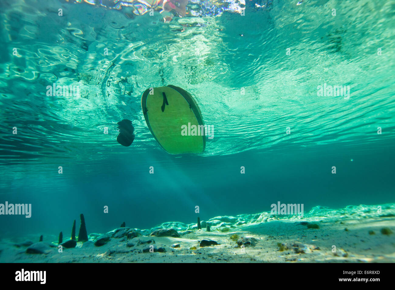 Unterwasserfoto ein Stand Up Paddel Boarder schwebt über einige Zypressen Knien im kristallklaren Wasser in einem Florida-Frühling Stockfoto