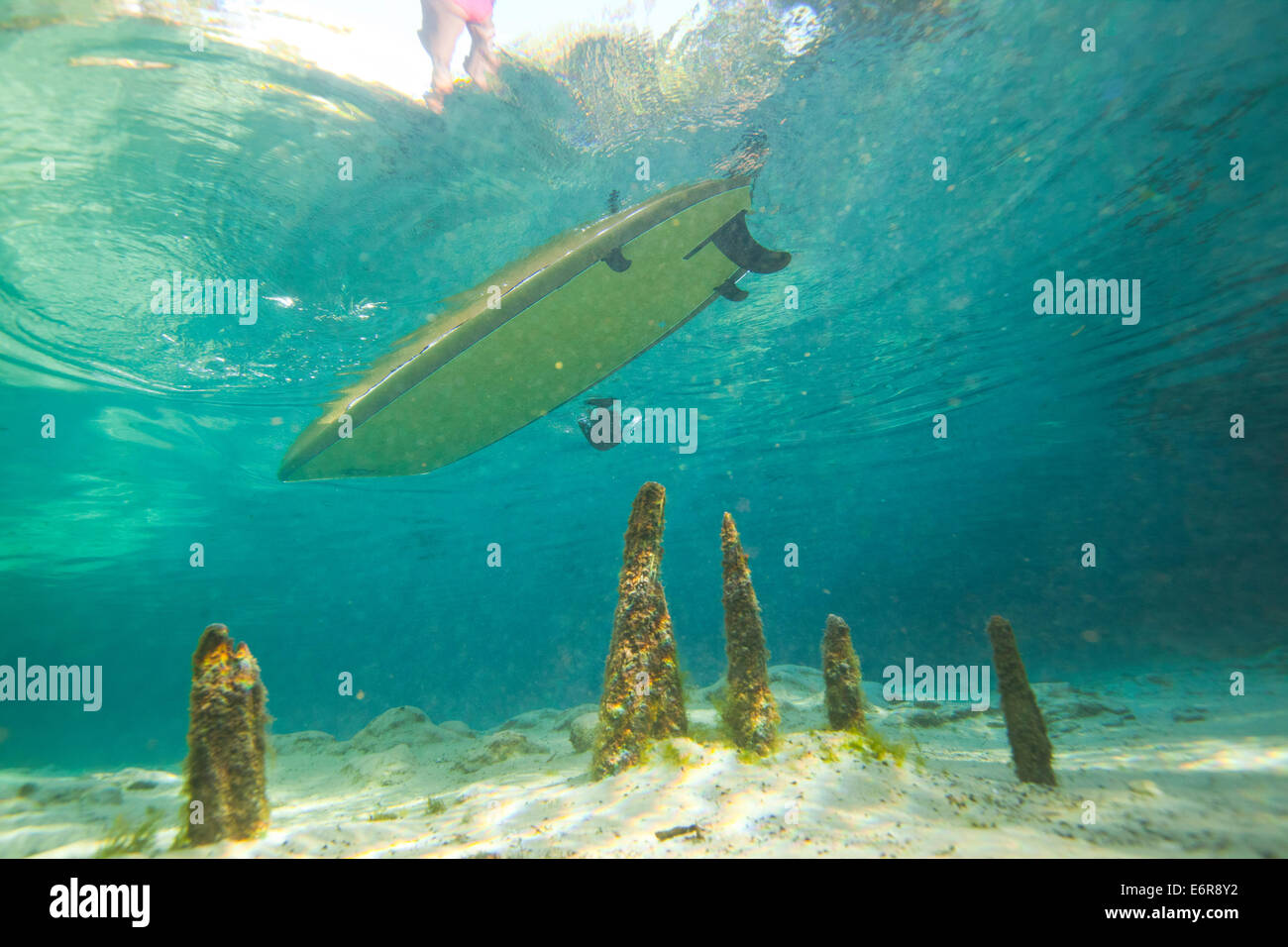 Unterwasserfoto ein Stand Up Paddel Boarder schwebt über einige Zypressen Knien im kristallklaren Wasser in einem Florida-Frühling Stockfoto