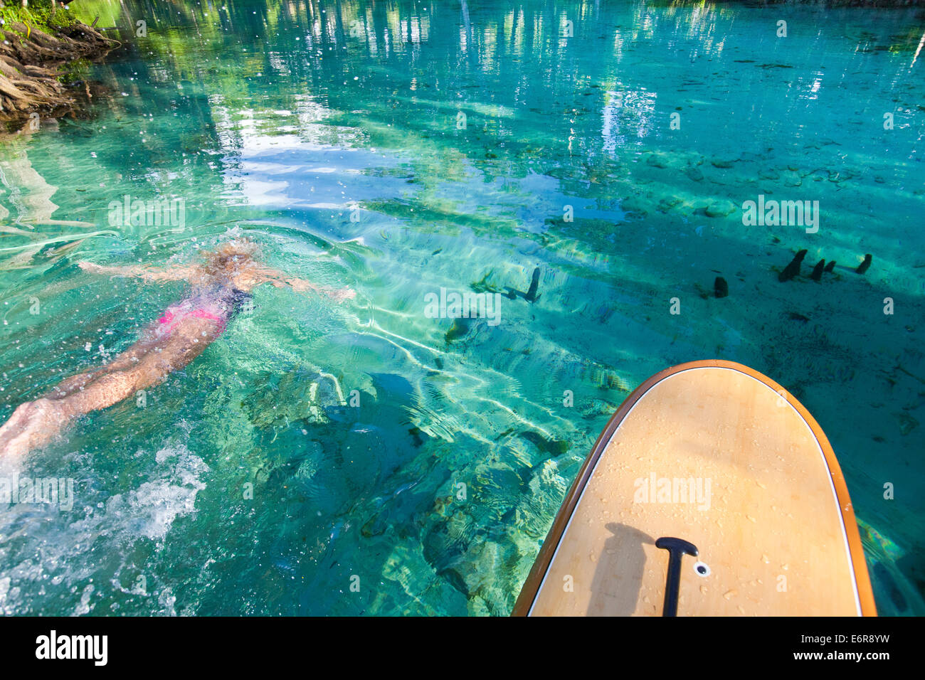 Paddeln Sie Verpflegung im 3 Schwestern Frühjahr in Crystal River, Florida mit einem Weibchen Schwimmen unter der Oberfläche neben dem Brett Stockfoto