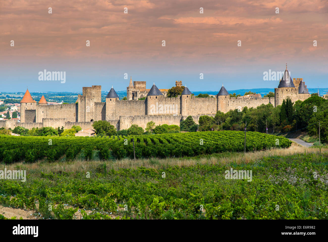Weingut mit die mittelalterliche befestigte Zitadelle hinter Carcassonne, Languedoc-Roussillon, Frankreich Stockfoto